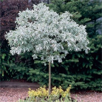 Hardy Silvery Topiary Oliver Tree - Salix helvetica - Swiss Willow - circa 150cms