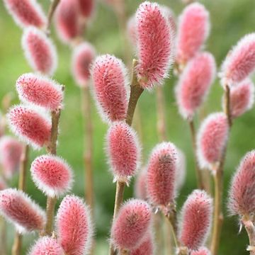 Salix gracilistyla 'Mount Aso' - Japanese Pink Pussy Willow - circa 160-180cms