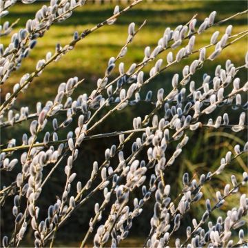 Silky leaved Pussy Willow