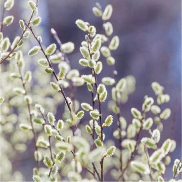 Salix tetrapla - White Cat - Pussy Willow