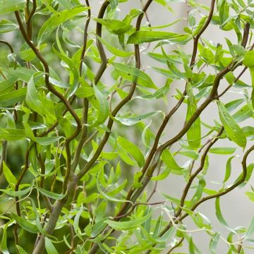Salix babylonica tortuosa - Contorted Willow