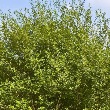 Salix aurita - Eared Willow Salix aurita - Eared Willow