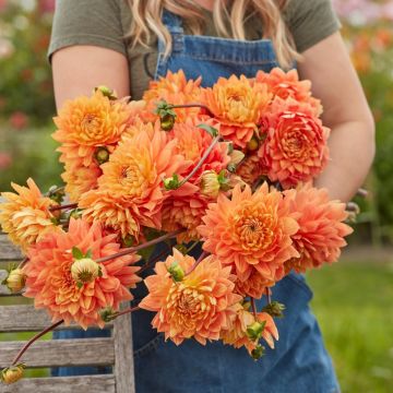 Dahlia Salmonette
