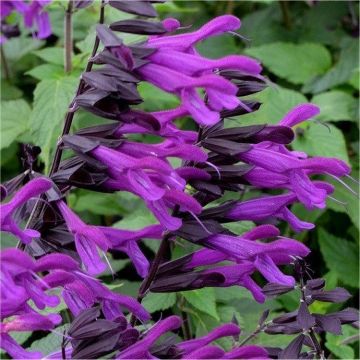 Salvia Amistad