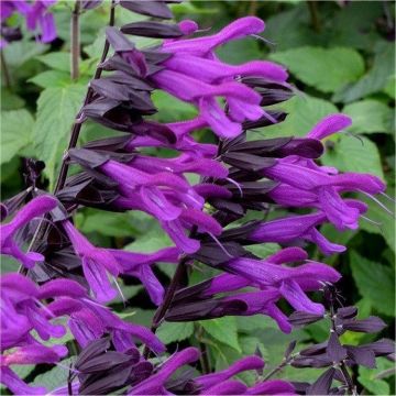 Salvia Amistad - In Bud & Bloom