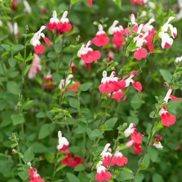 Salvia × jamensis 'Hot Lips'