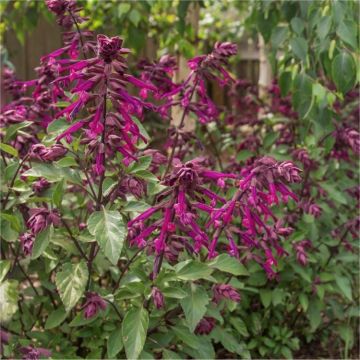 Salvia 'Love & Wishes'