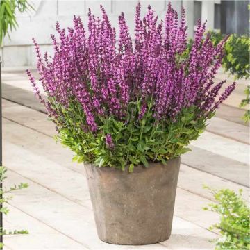 Salvia nemerosa x superba Pink - Rose Queen Salvia