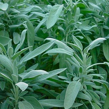 Sage Plant - Salvia officinalis - Common Sage