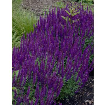 BULK PACK - Salvia nemorosa 'Ostfriesland' - Pack of TEN Perennial Plants