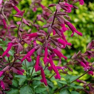 Salvia 'Wendy's Wish'