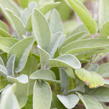 Salvia officinalis 'Berggarten'