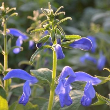 Salvia patens Dark Blue