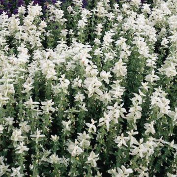 Sage Plant - Salvia horminum White Swan - Painted Sage