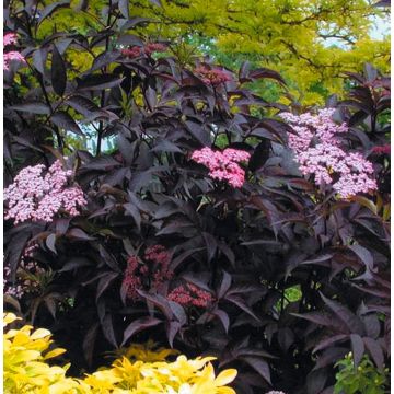 Sambucus nigra Black Beauty - Noir Elder Sambuca Plant