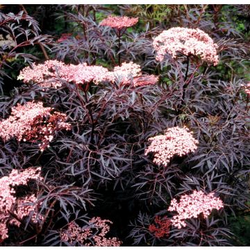 Sambucus nigra Black Lace - Black Elder Sambuca Plant - LARGE SPECIMEN