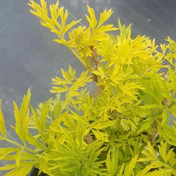 Sambucus nigra Golden Tower