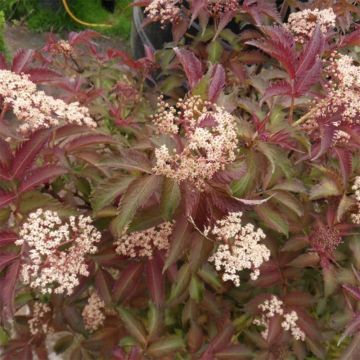 Sambucus Serenade