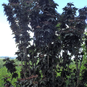 Sambucus nigra 'Black Tower Eiffel' - Columnar Elderberry Tree