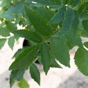 Sambucus nigra - Common Elder