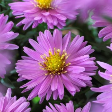 Aster dumosus Samoa - Michaelmas Daisy