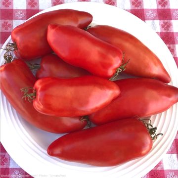 Tomato Plant San Marzano Redorta