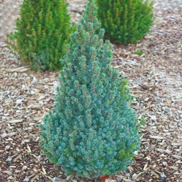 Picea glauca Sander's Blue