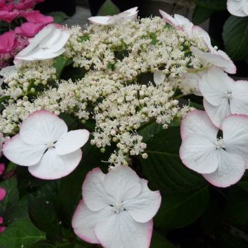  Hydrangea macrophylla 'Sandra'