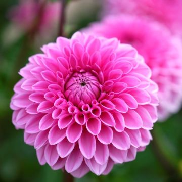 Dahlia Sandra - Pack of THREE