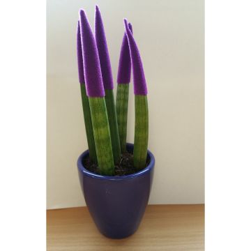 Sansevieria Velvet Touchz Royal Purple