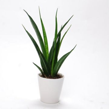 Snake Plant - Sansevieria zeylanica - in Classic White Display Pot