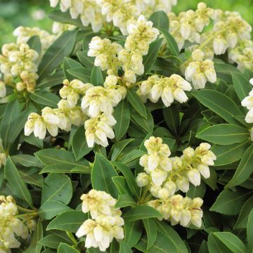 Pieris japonica Sarabande - Lily of the Valley Shrub