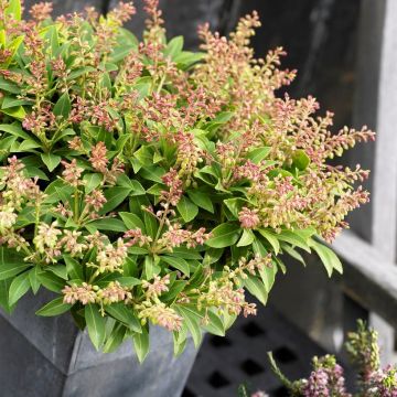 Pieris japonica Sarabande - Lily of the Valley Shrub