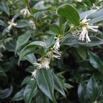 Sarcococca hookeriana var. humilis Fragrant Mountain - Sweet Box