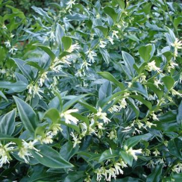Sarcococca confusa - Pack of THREE Fragrant Plants