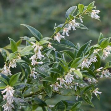 Sarcococca hookeriana humilis - Fragrant Sweet Box