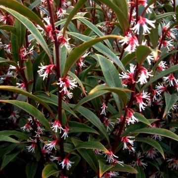 Sarcococca hookeriana 'Purple Stem' - Sweet Box