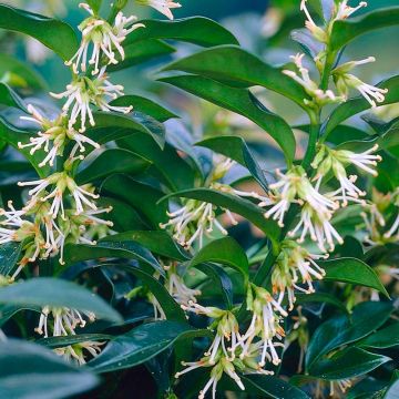 Christmas Box - Sarcococca confusa - Evergreen Fragrant Plants