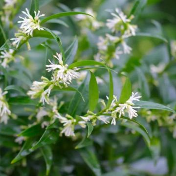 Sarcococca ruscifolia - 'Dragon Gate'-Fragrant Sweet Box