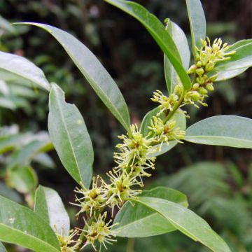 Sarcococca Wallichii