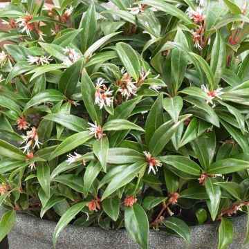 Sarcococca hookeriana Winter Gem - Fragrant Sweet Box