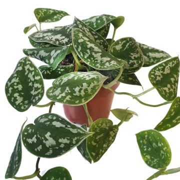 Satin Pothos - Epipremnum pictum Argyraeus - Scindapsus