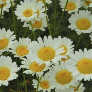 Anthemis tinctoria Sauce Hollandaise