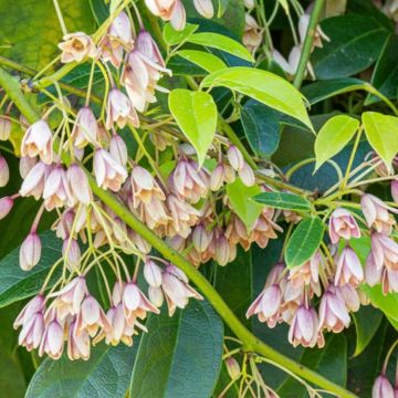 Holboellia latifolia - Evergreen Sausage Vine - circa 140-170cm