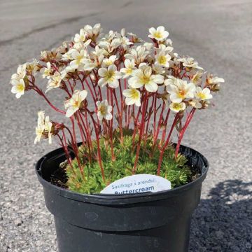 Saxifraga Buttercream - Mossy Saxifrage