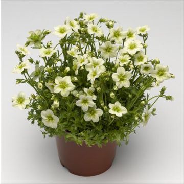 Saxifraga Toran Lime Green - Saxifrage