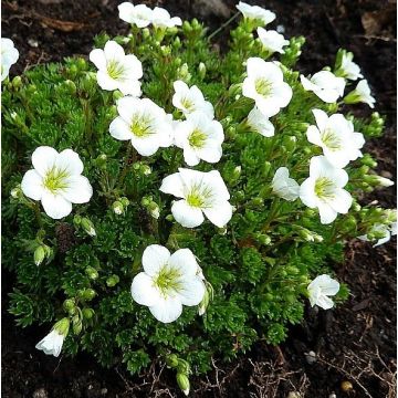 EXTRA LARGE - Saxifraga Mossy WHITE - Cushion Saxifrage Plants