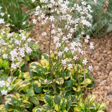 Saxifraga urbium Variegata - Saxifrage - London Pride