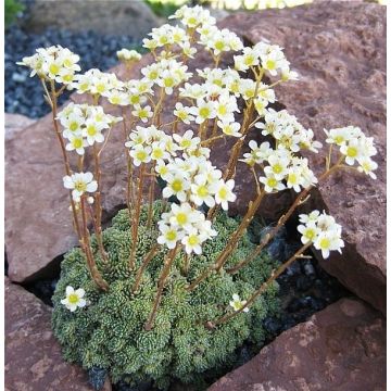 Saxifraga paniculata Aizoon