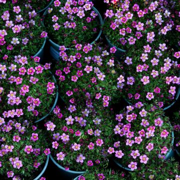 Saxifraga Mossy PINK - Saxifrage Plants in Bud & Bloom